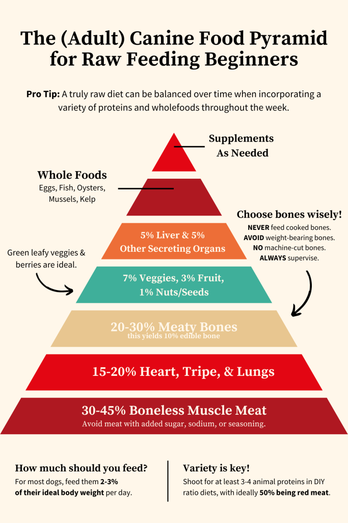 A chart illustrating the food pyramid for feeding adult dogs.