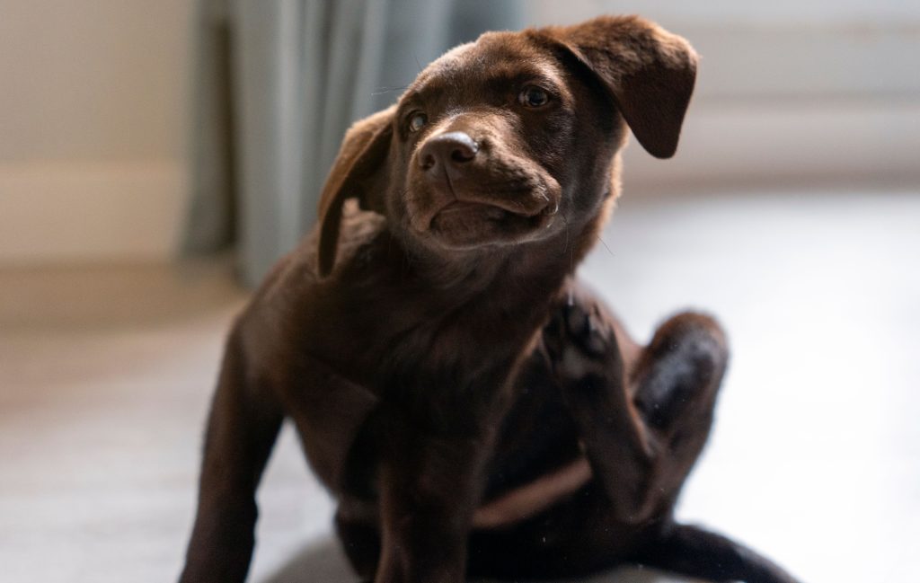 Brown puppy scratching its neck