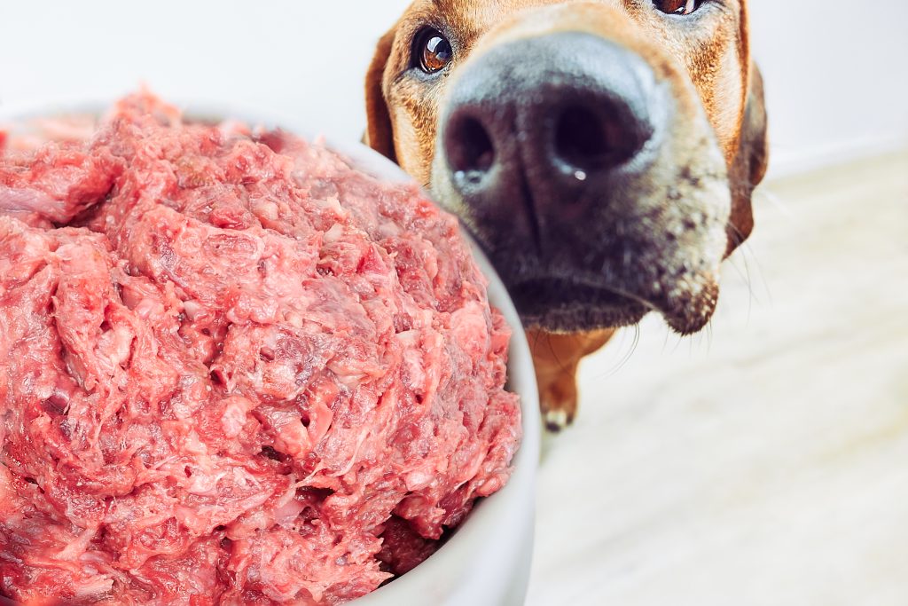 Dog sniffing bowl of raw meat.