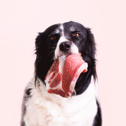 Dog with raw meat in its mouth