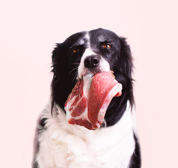 Dog with raw meat in its mouth