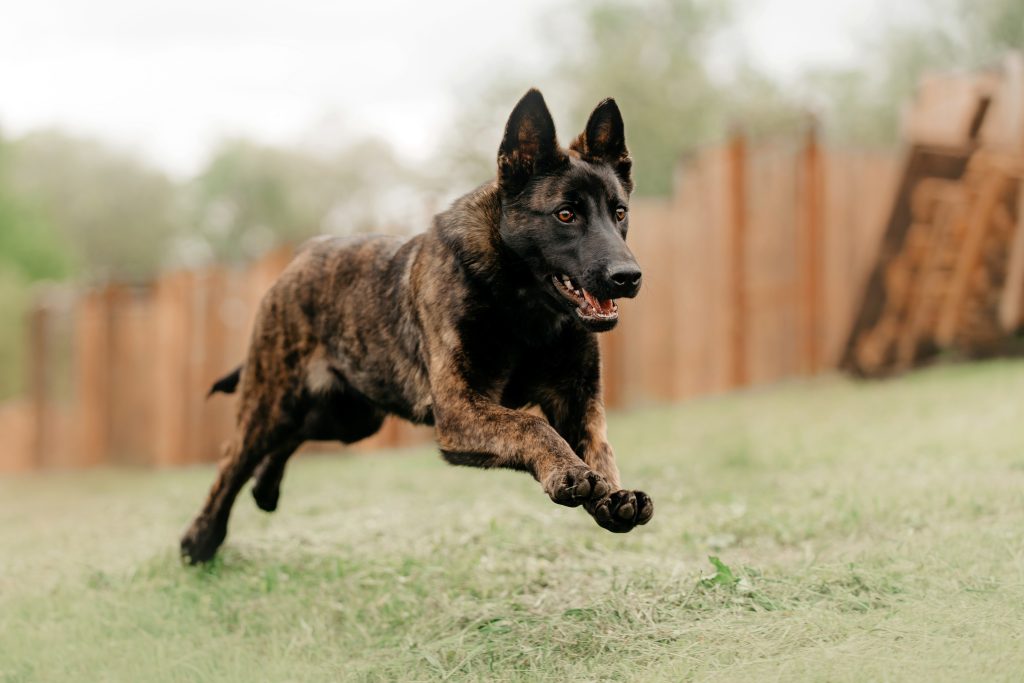 Shepherd dog running in grassy yard.