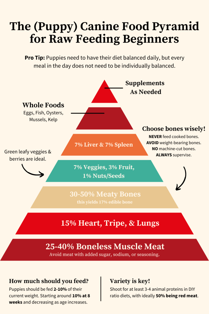 A chart illustrating the food pyramid for feeding puppies.