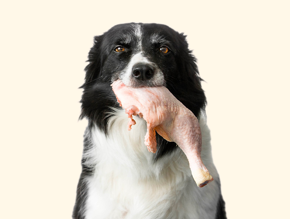 Dog with a raw chicken leg in its mouth.