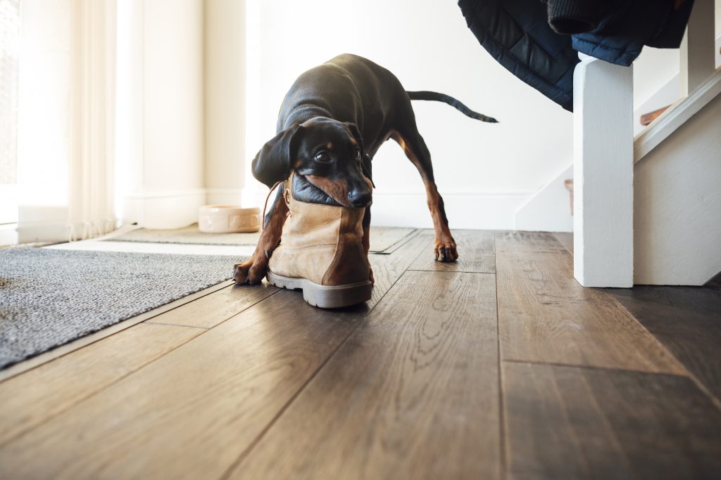 Puppy with a shoe in its mouth.