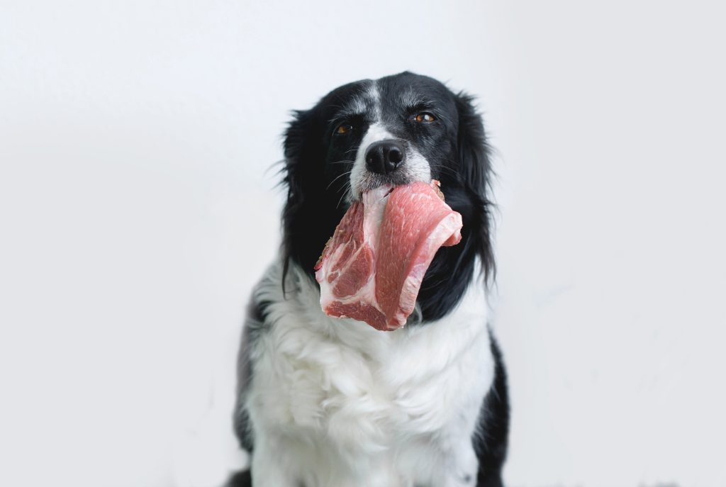 Dog with a raw slab of meat in its mouth.