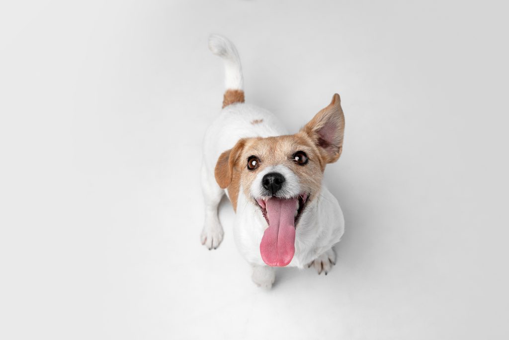 Brown and white dog with its tongue out.